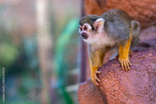 Little monkey in the cave