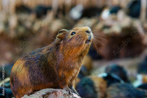Guinea pig in nature