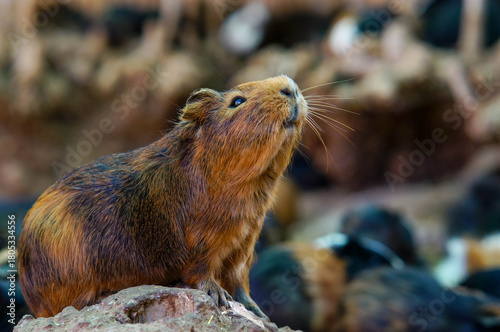 Guinea pig in nature