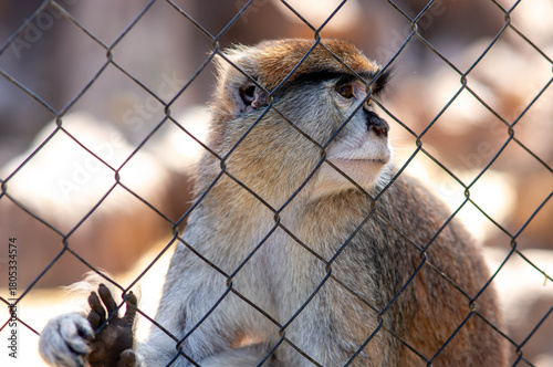 A monkey behind a fence