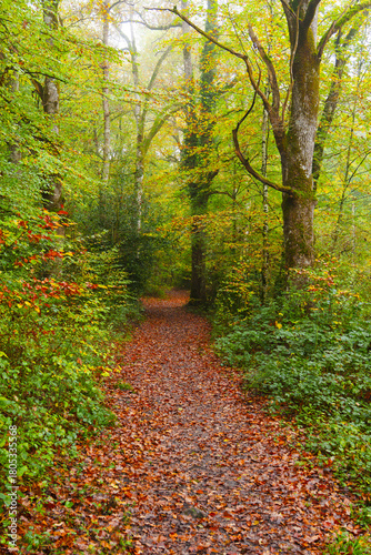 I walk through the forest in autumn. Autumn in the forests of Altsasu, Navarre.