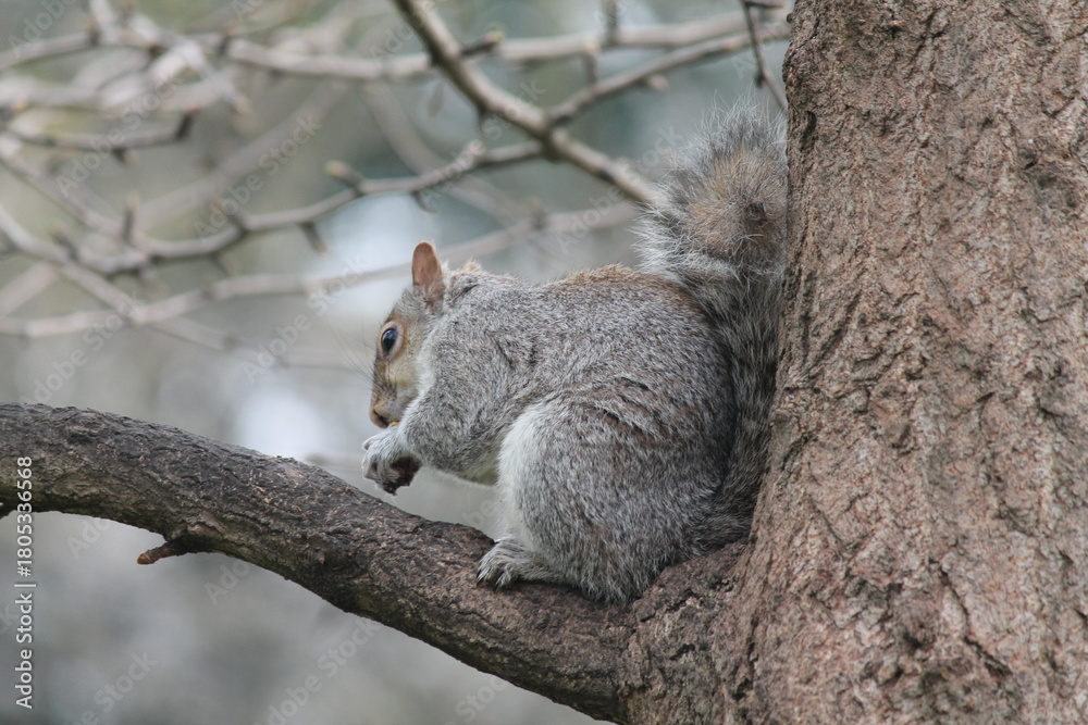 Obraz premium squirrel on a tree