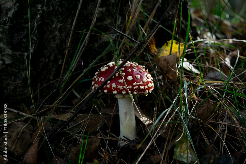 Fototapeta premium fly agaric mushroom