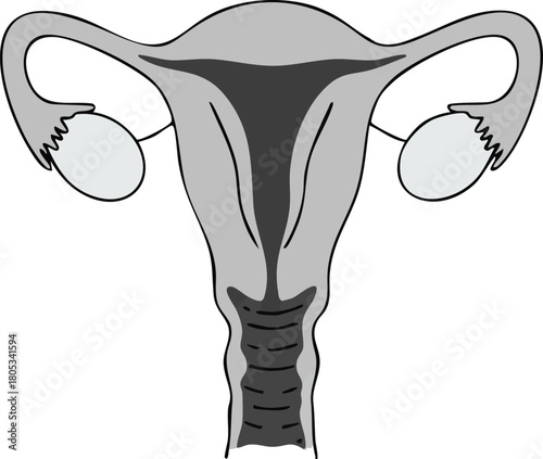 Female reproductive system anatomy vector illustration with uterus ovaries and fallopian tubes gray scale medical design