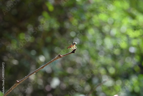 A small robber fly perching on the tip of a raised stick