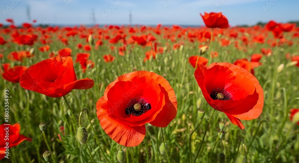 Fototapeta premium Vibrant field of red poppies in bloom under a clear blue sky
