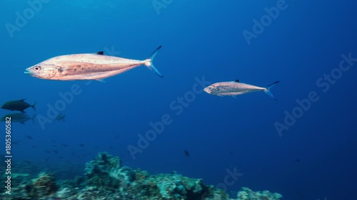 Wallpaper Mural Underwater shot of bright silver fish swimming through frame above a coral reef Torontodigital.ca