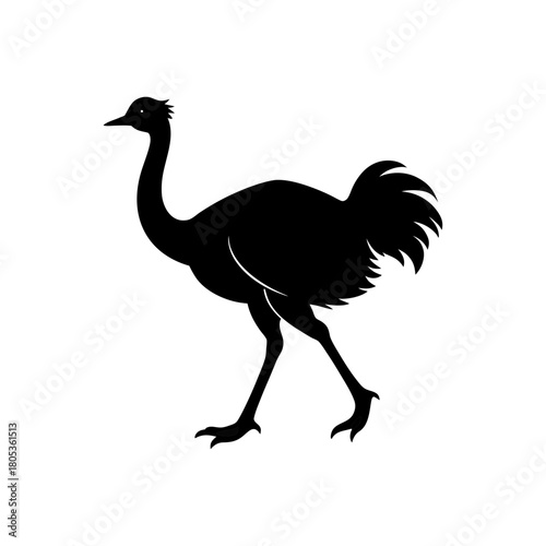 ostrich isolated on white