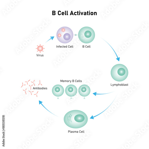 B Cell Activation Process Science Design. Vector Illustration.
