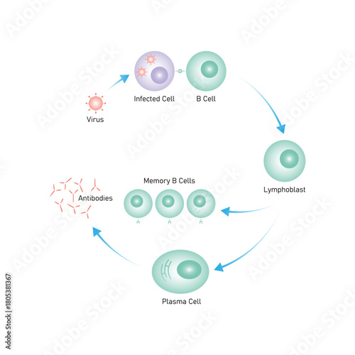 B Cell Activation Process Science Design. Vector Illustration.