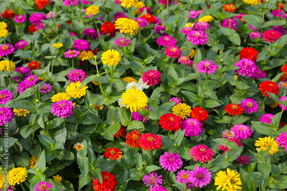 Fototapeta premium Colorful zinnias in full bloom