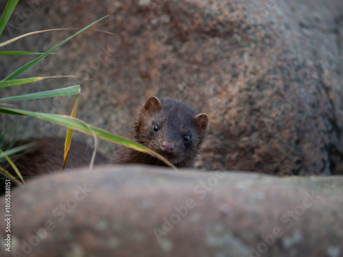 American mink peeking between rocks in coastal vegetation, alert and curious in natural habitat.