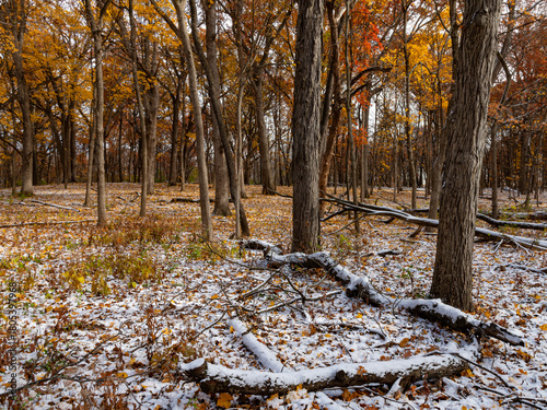 741-30 Snow on the Forest Floor