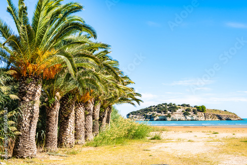 Fototapeta Naklejka Na Ścianę i Meble -  Palm trees line the sandy beach facing the small island of Isola di Varano on the Adriatic coast near Vieste, Apulia, Italy