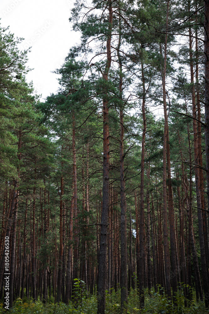 Obraz premium trees in the forest and park