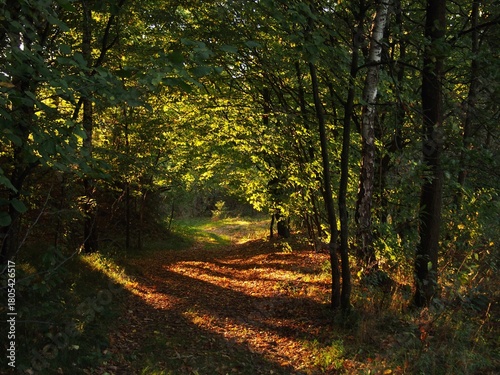 Ścieżka