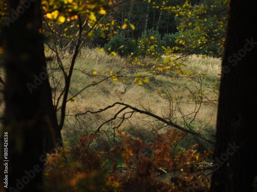 Bambi