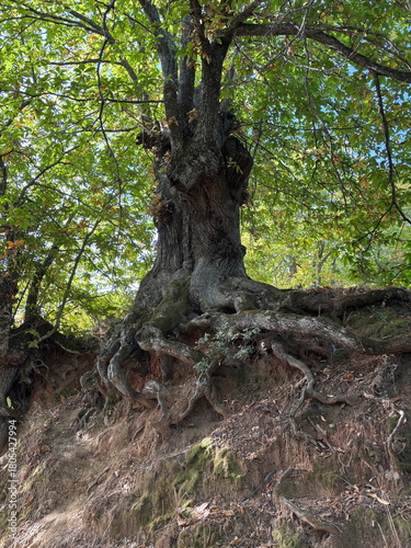 an old chestnut with big roots in an autumn forest