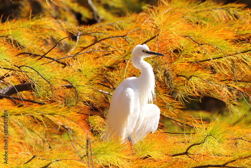 ラクウショウの紅葉とコサギ