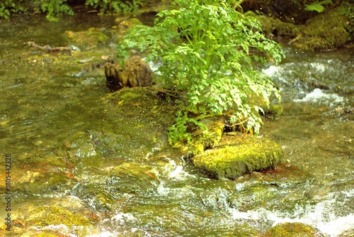 Mückenschwarm