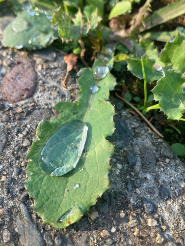 Rainwater on a Weed | Rainy Sidewalk Vibes