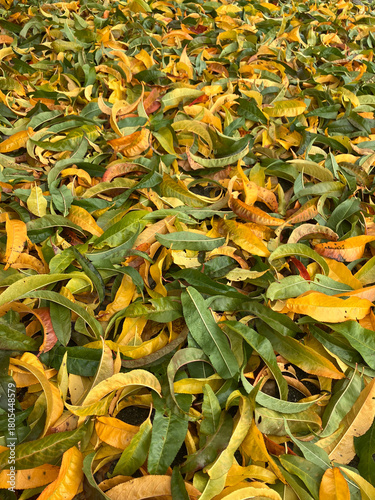 Autumn Background Texture | Yellow, Green, Orange Leaves