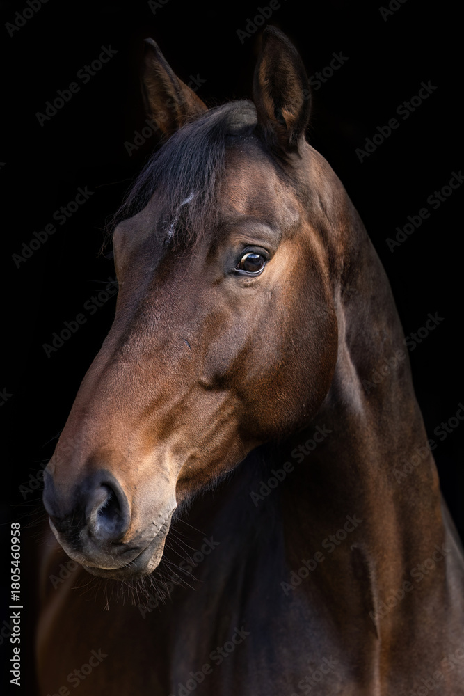 Obraz premium Dark bay warmblood gelding portrait against black background
