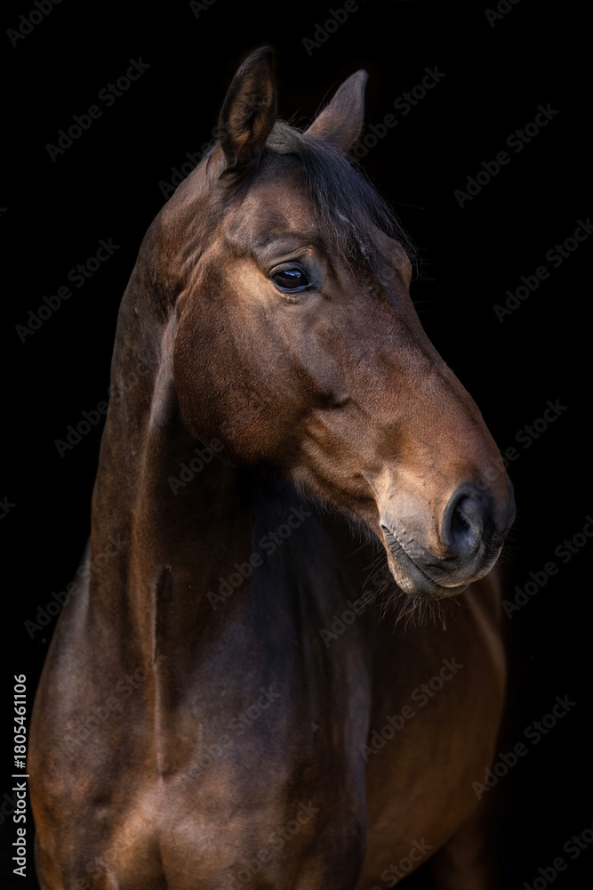 Fototapeta premium Dark bay warmblood gelding portrait against black background