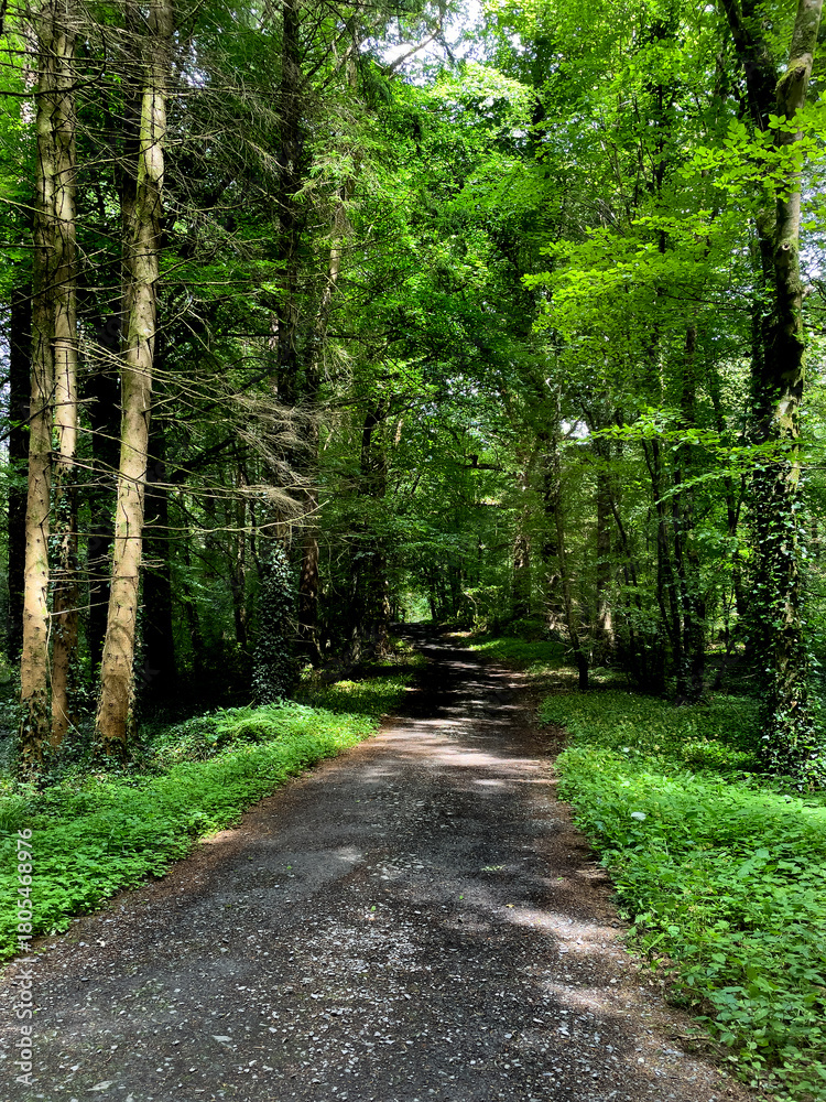 Fototapeta premium Beautiful walking footpath in the summer forest park, Ireland