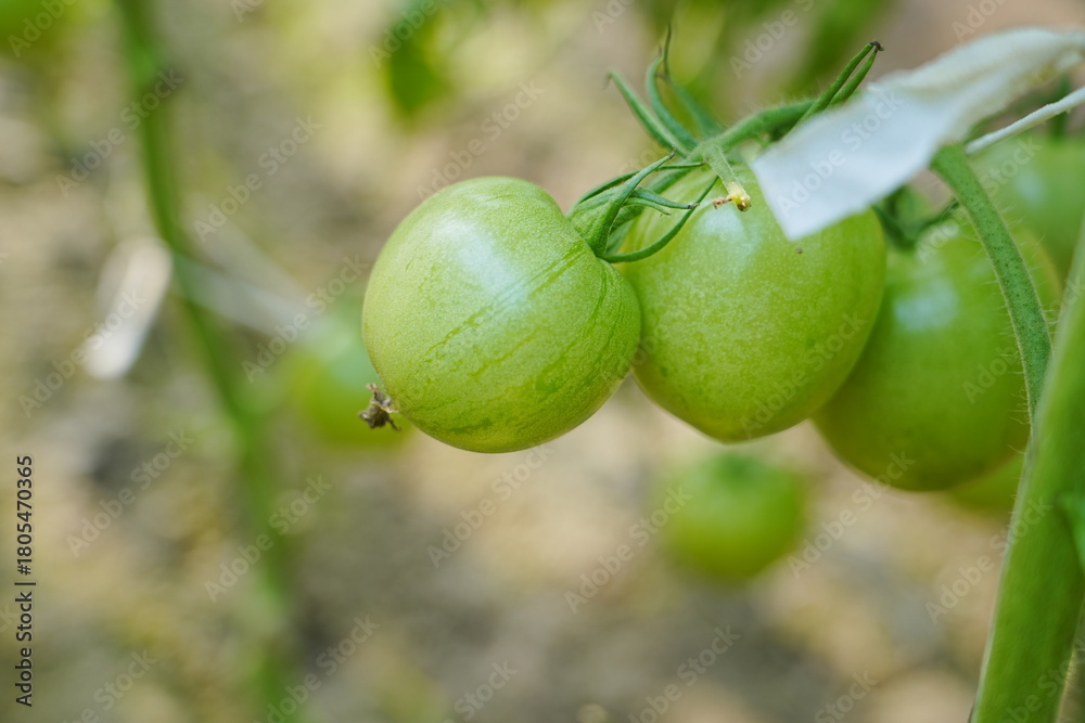 Obraz premium Tomatoes, fruits, and tomatoes grow in a greenhouse
