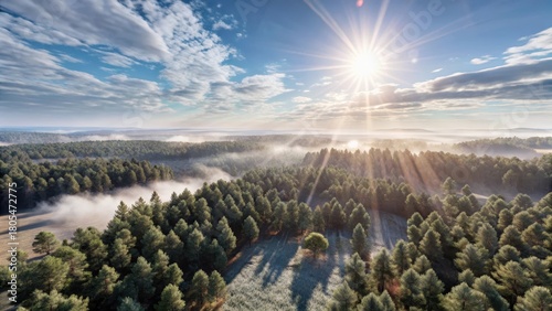 Soaring above a serene forest and grassland landscape, with sunlight filtering through the trees