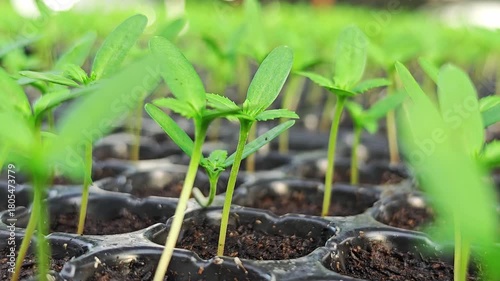 Vegetable seedlings