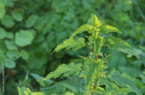Urtica dioica Stinging Nettle backlit in soft green bokeh