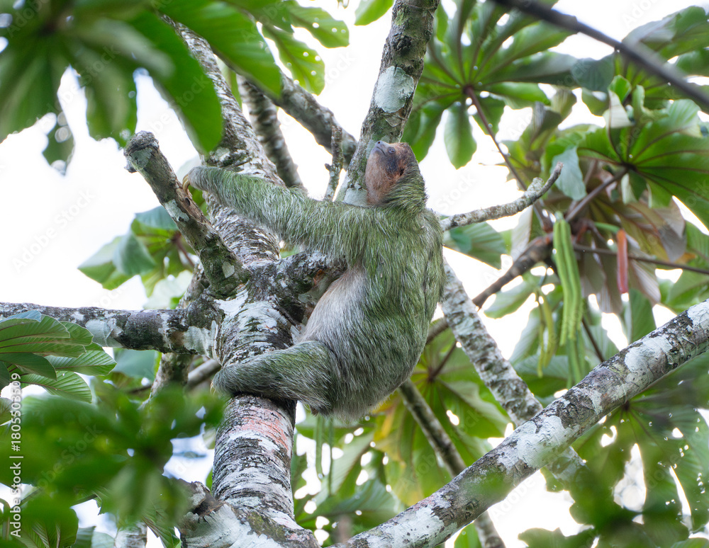 Fototapeta premium sloth hanging on the tree in Costa Rica