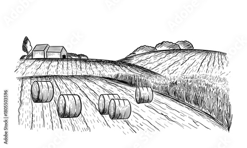 Rural landscape field wheat in graphical style. Hand drawn and converted to vector Illustration.