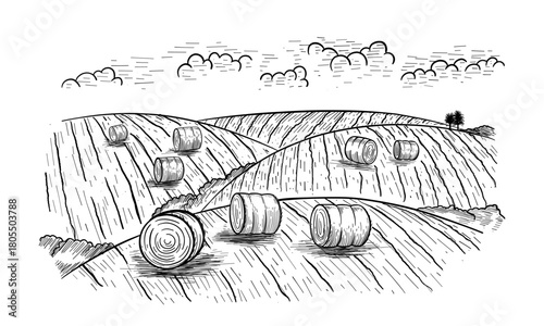 Rural landscape field wheat in graphical style. Hand drawn and converted to vector Illustration.