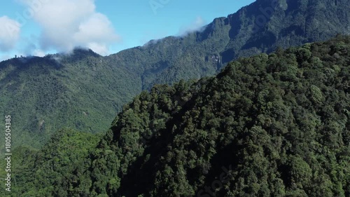 Aerial view of primary tropical rainforest with a mountainous backdrop in Papua, Indonesia. A beautiful aerial view moves over the dense canopy of the forest trees.