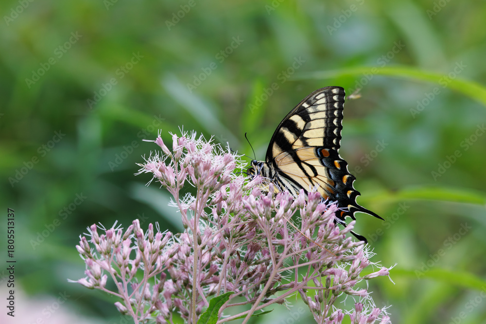Obraz premium Eastern Tiger Swallowtail Butterfly on Joe-Pye Weed in Summer Garden
