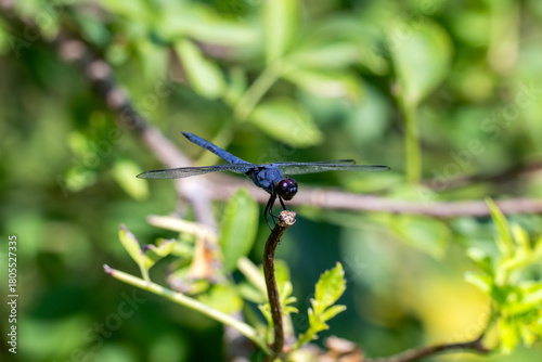 dragonfly on a leaf