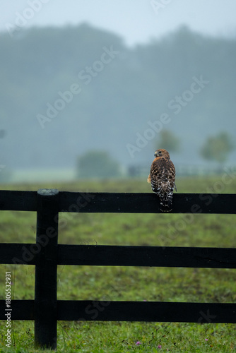 Hawk Perched on Fence