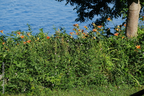 Flowers on Lake Cayuga Shore