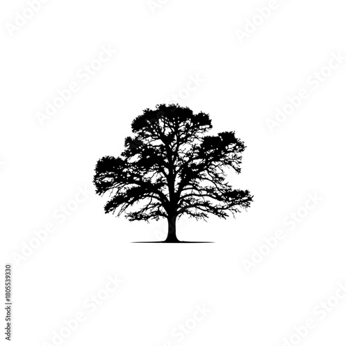 Striking silhouette of a solitary oak tree evokes peace and strength against a simple white backdrop