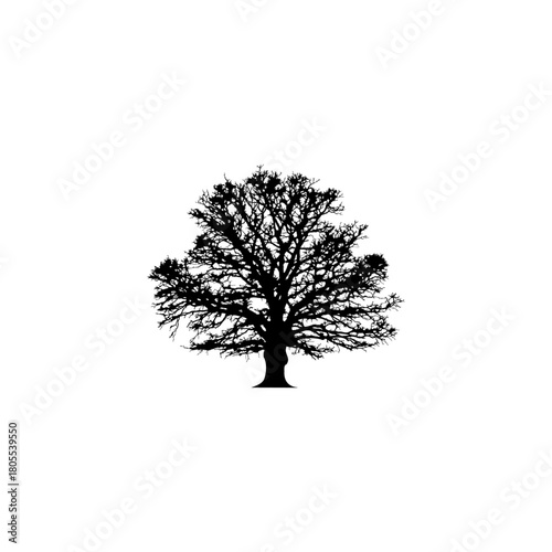 Elegant tree silhouette against a pristine white backdrop perfect for minimalist designs and artistic projects