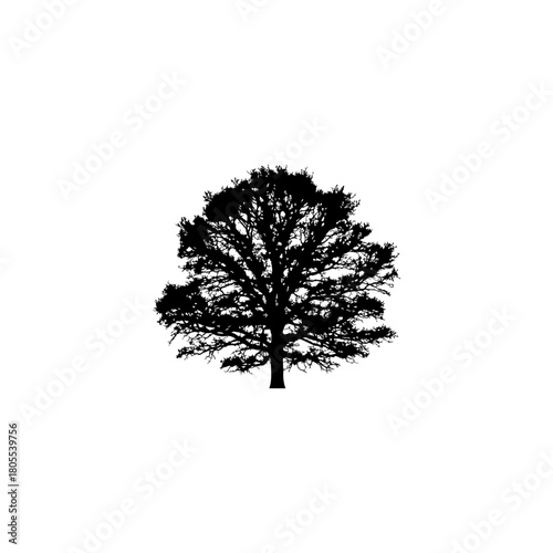 Striking silhouette of a mature tree against a bright white background for design projects and creative works