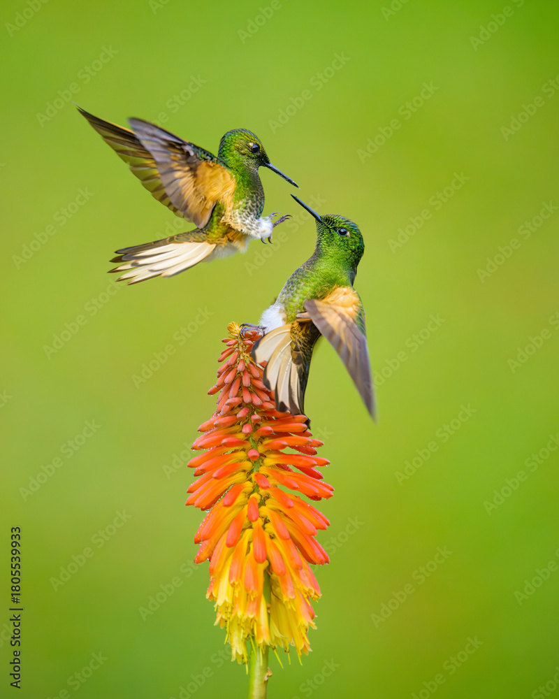 Fototapeta premium Buff-tailed Coronet, Boissonneaua flavescens