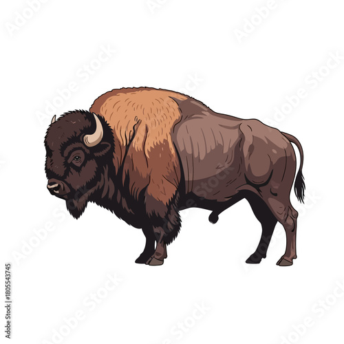 Majestic Bison Standing Sideways on White Background