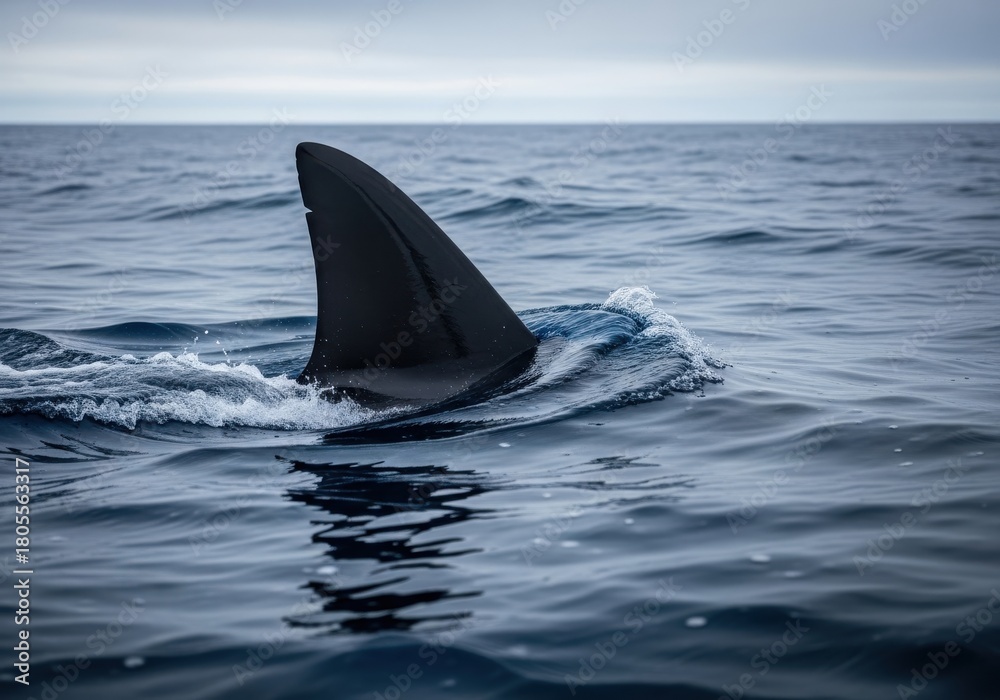 Fototapeta premium Large dorsal fin cuts through choppy ocean water under an overcast sky