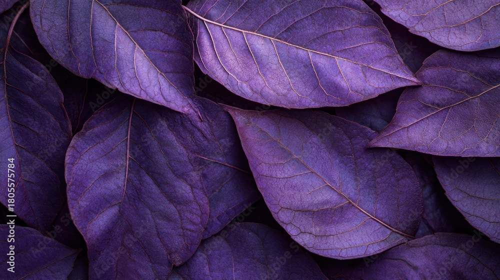 Obraz premium Purple leaves background, nature texture, autumn foliage, design element, website banner