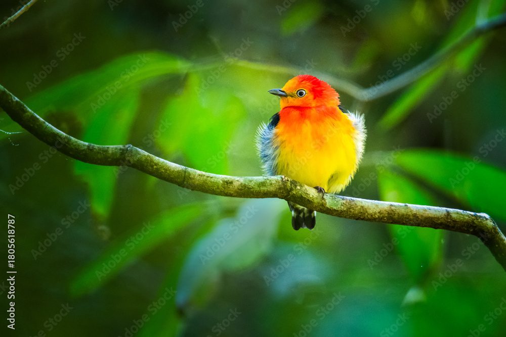 Fototapeta premium Ave tropical roja, amarilla y naranja de colores intensos de iguazu y la selva amazonica. Pipra fasciicauda pequeña en la selva con fondo difuminado. 