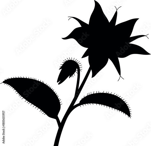 Black silhouette of a borage flower and leaves plant